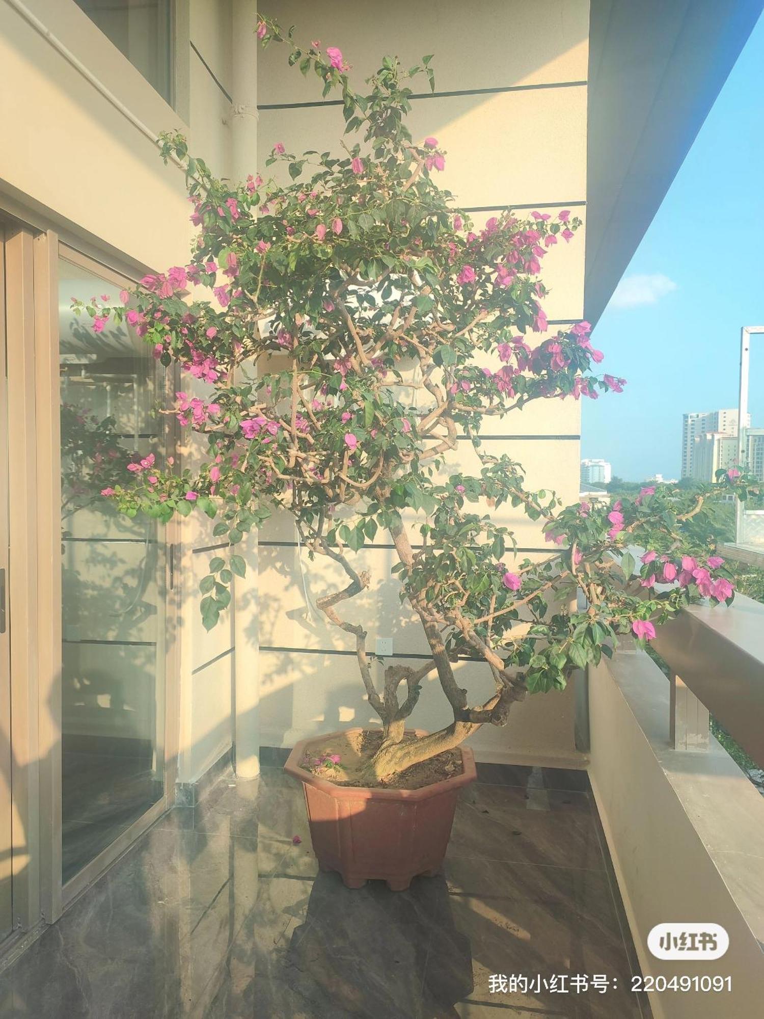 Shiguanghui Apartamento Sanya Exterior foto