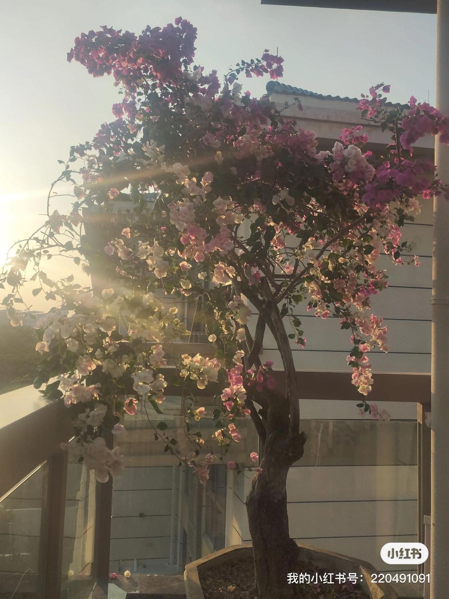 Shiguanghui Apartamento Sanya Exterior foto